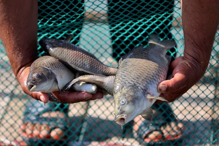 A man holds dead fish from a tank at his farm in southern Iraq