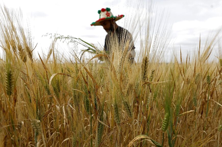 A farmer works in his wheat field in the Marchouch region of Morocco
