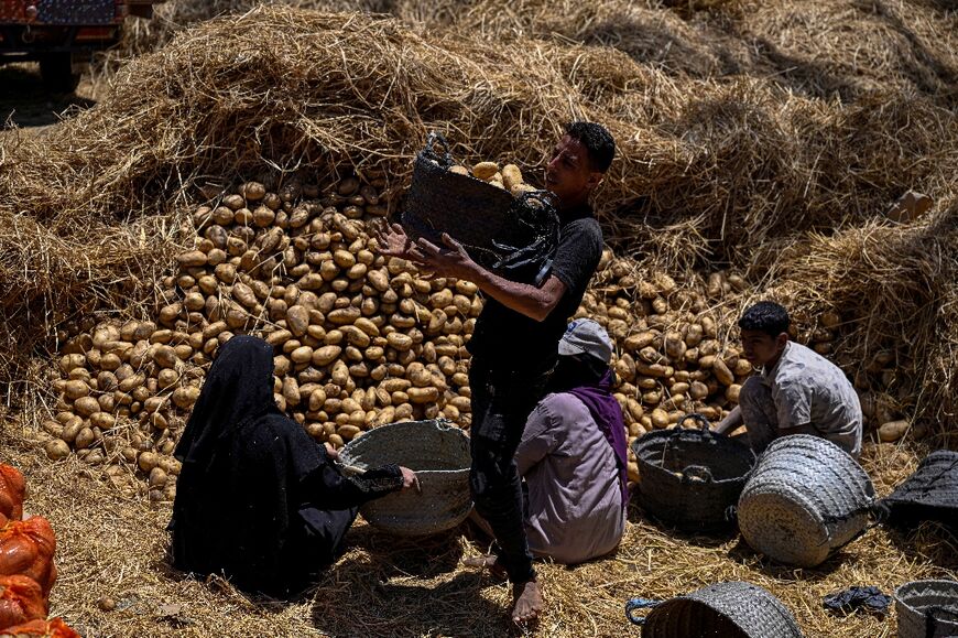 Farmers pick harvested potatoes before shipping them off, at a field in the village of Maraziq, about 30 kilometres south of Giza