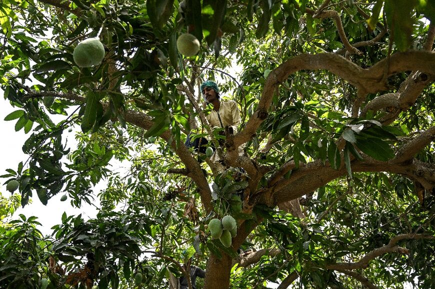 Hopes the glut of mangoes in local markets could help offset lost export earnings were dashed by struggles with high prices for other goods