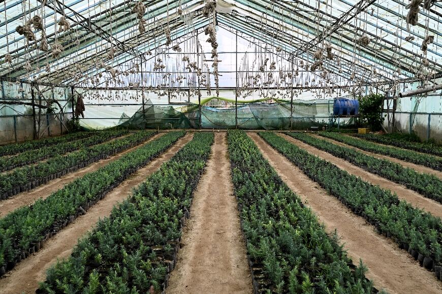 Pine seedlings at a nursery in Paghman district, Kabul province.