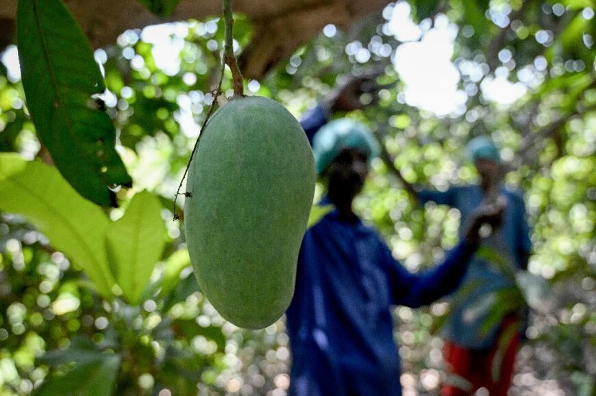 Mango traders told AFP they expect export sales to fall at least 30 percent this year due to dampened demand in key markets