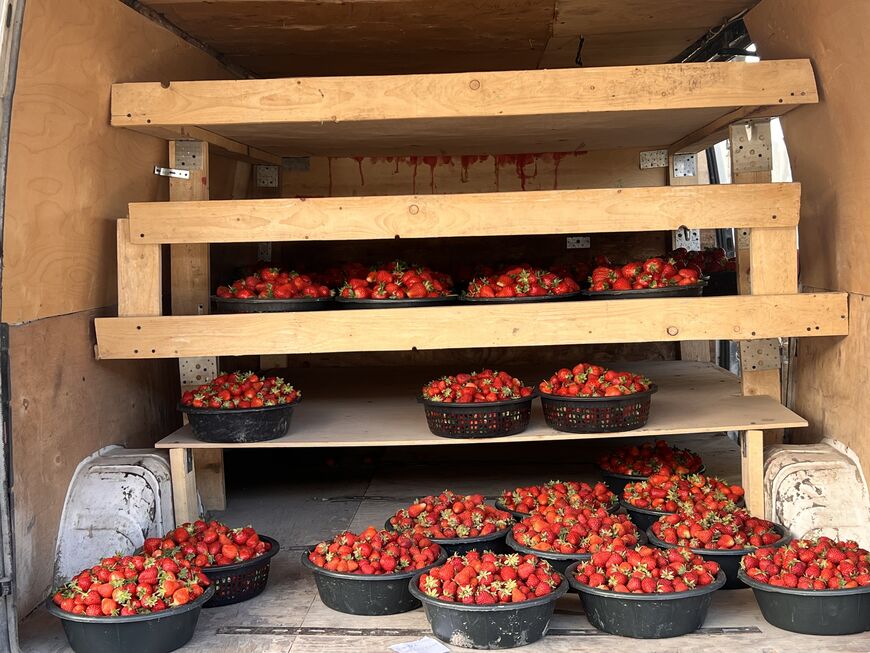 Strawberries are displayed for sale at Mehmandar Market in Armavir, Armenia, on May 30, 2026. Prices for strawberries and other produce have fallen by half since Russia imposed an import ban aimed at pressuring Armenia’s government.