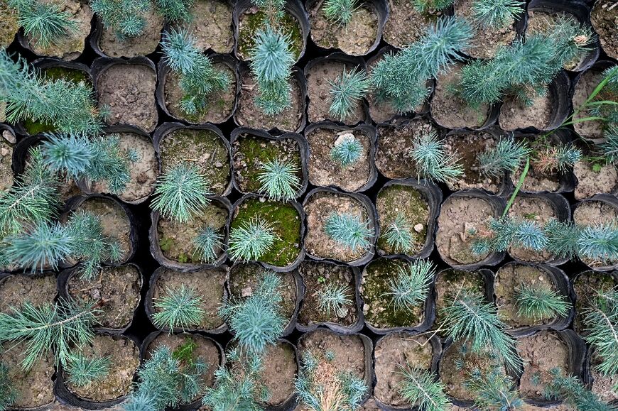 Deodar cedar seedlings at a nursery in Paghman district, Kabul province