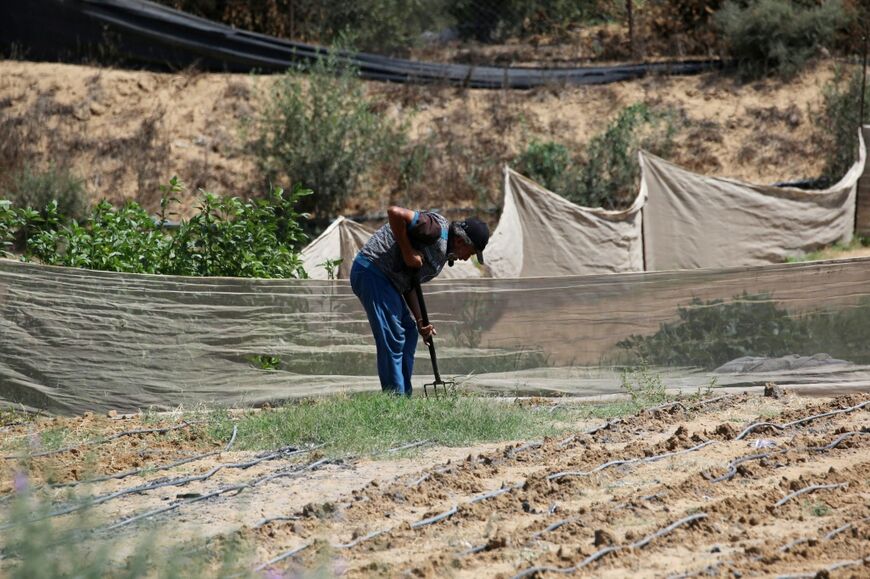 A farmer works in a field near the Al Qarara Seed Bank, in Deir el-Balah, central Gaza Strip