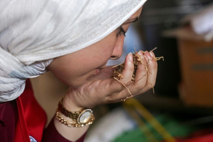 Amani Al-Naouq, spokesperson for the International Committee of the Red Cross (ICRC) in Gaza, smells chamomile seeds in Deir el-Balah, central Gaza Strip