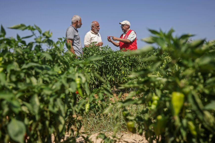 Osama Al-Mukhalalati (R) an economic security officer with the ICRC checks red chilli along with farmers in a field near the Al Qarara Seed Bank, in Deir el-Balah, central Gaza Strip