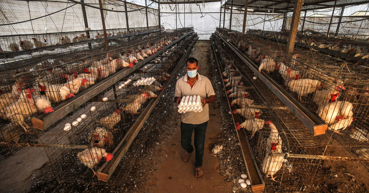 Airstrikes, closures devastate Gaza's livestock - Vimarsana News