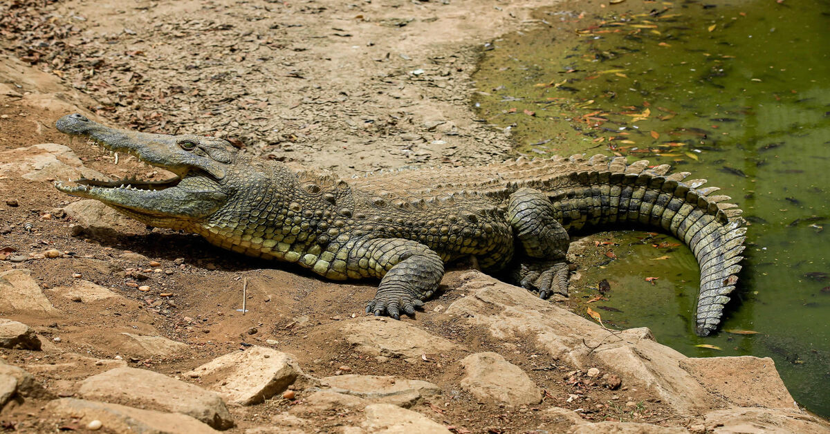 Is Ethiopia to blame for Nile crocodiles appearing in Khartoum? -  Al-Monitor: Independent, trusted coverage of the Middle East