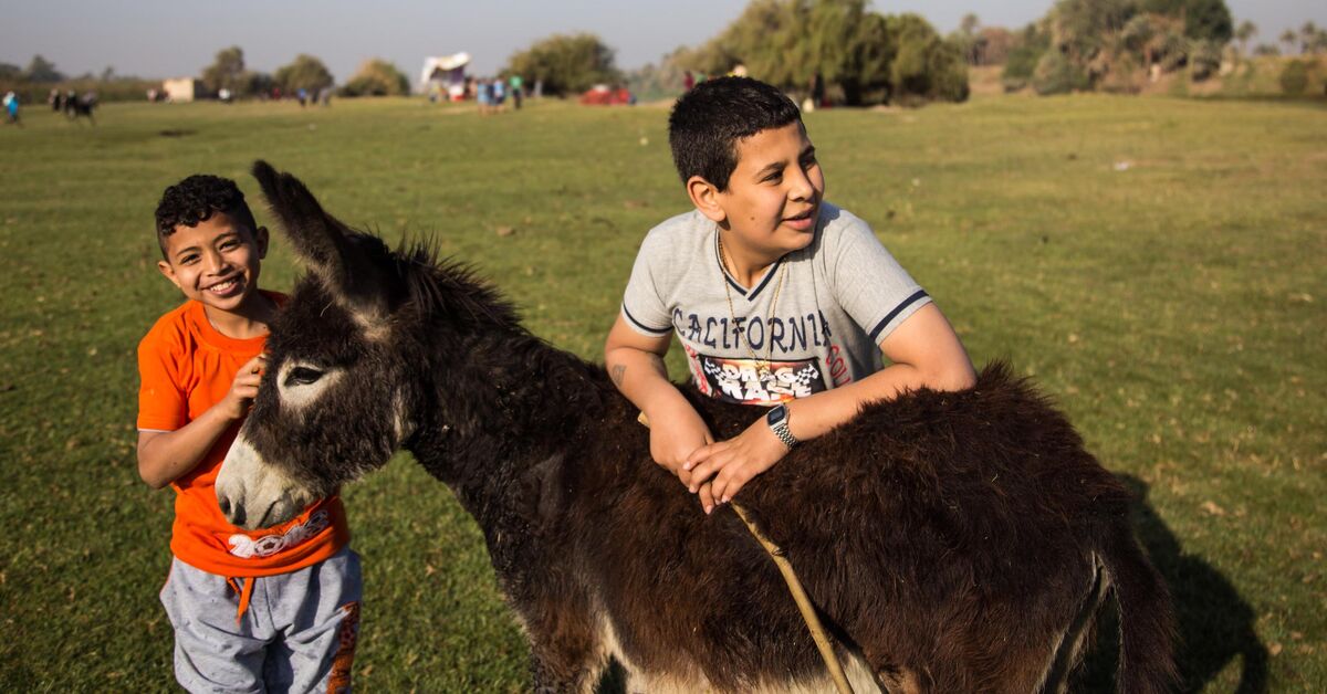 Chinese Demand For Hides Threatens Egypts Donkey Population Al