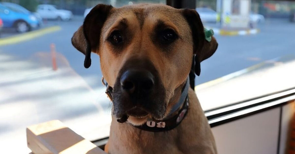 Turkish politics get dirtier as dog framed for pooping on train - Vimarsana News