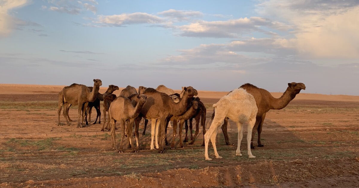 Camels weep as their young perish in Syria's killer drought - Al-Monitor:  Independent, trusted coverage of the Middle East