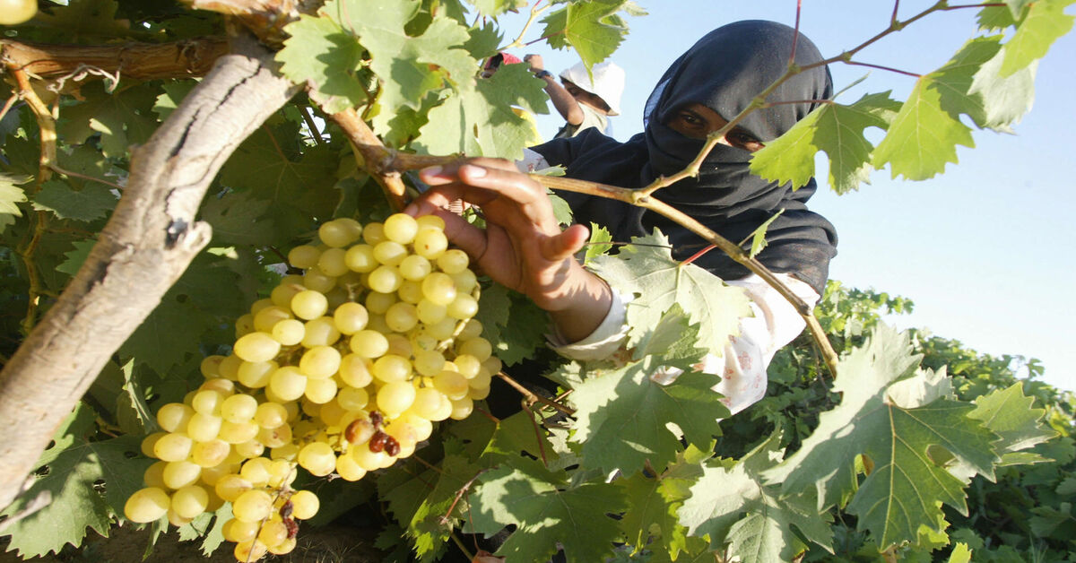 Gaza wine from international brand to punishable crime AlMonitor