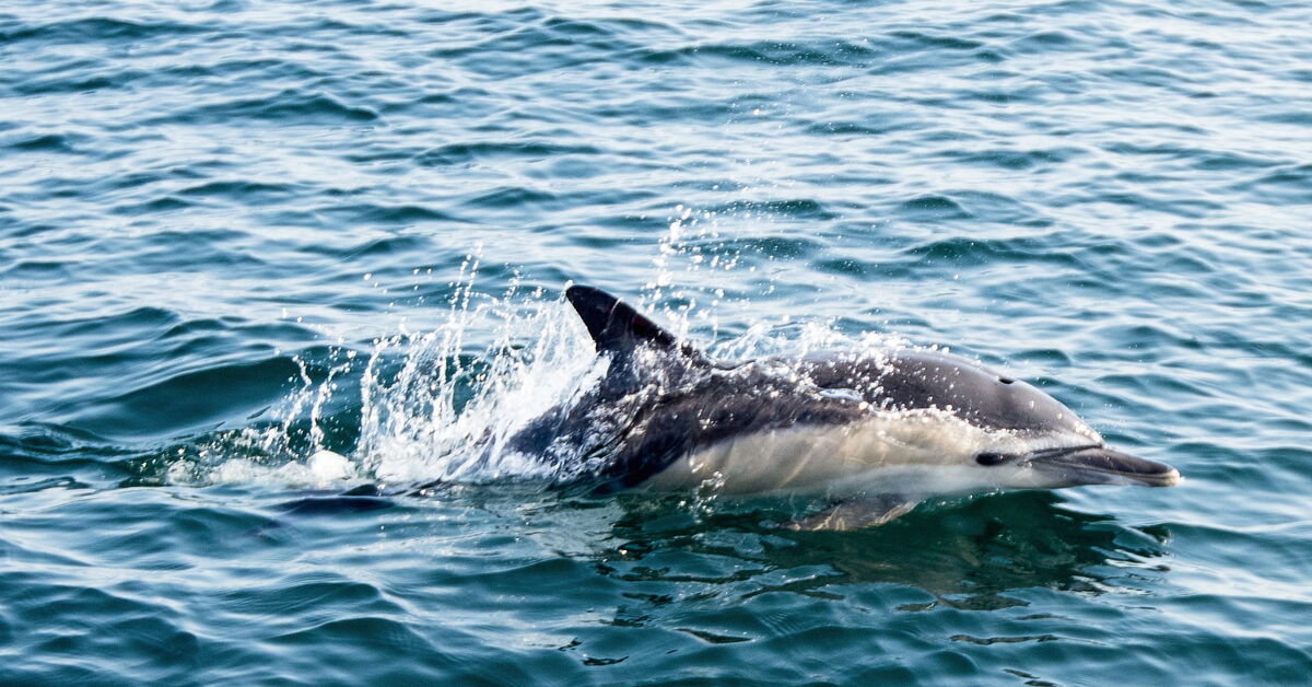 Hamas claims Israel uses military dolphins against Gaza - Vimarsana News