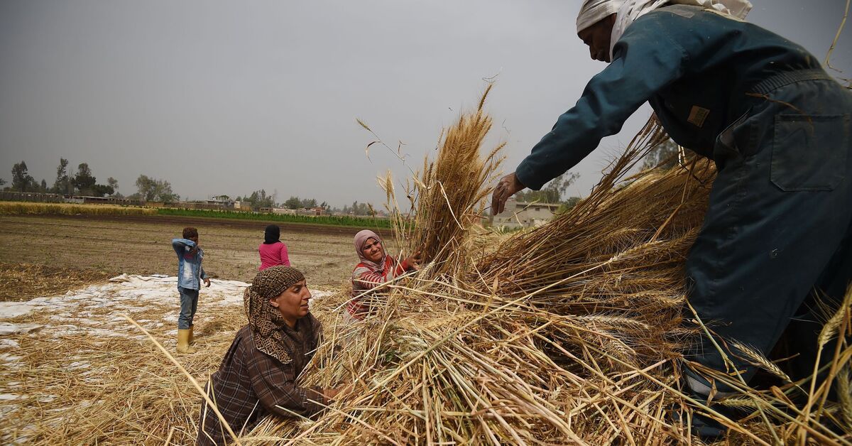 Egypt to have eight months of wheat reserves, says minister - Vimarsana News