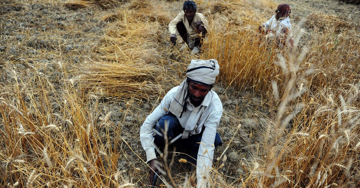 Egypt looks to India as alternative wheat source to Ukraine - Vimarsana News