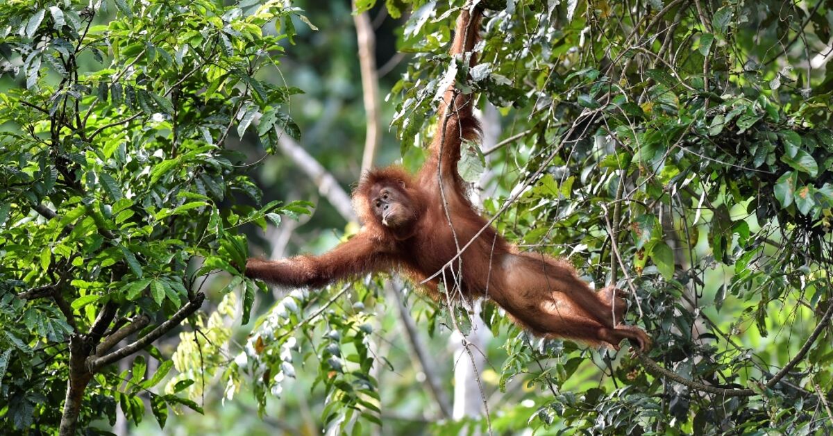 Saving nature: Conserving 30% of the land, sea just the start - Vimarsana News