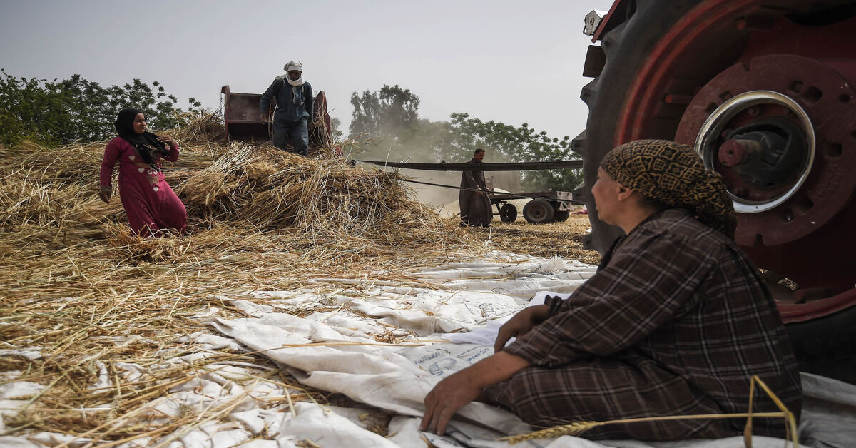 Russia, Ukraine trade barbs over obstruction of wheat shipments to Egypt - Vimarsana News