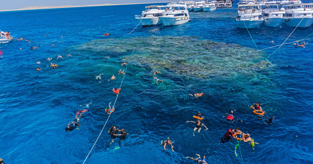 Египет черное море. Скуба дайвинг. Рифы в египте. Снорклинг шарм эль шейх. Мыс рас мухаммед.