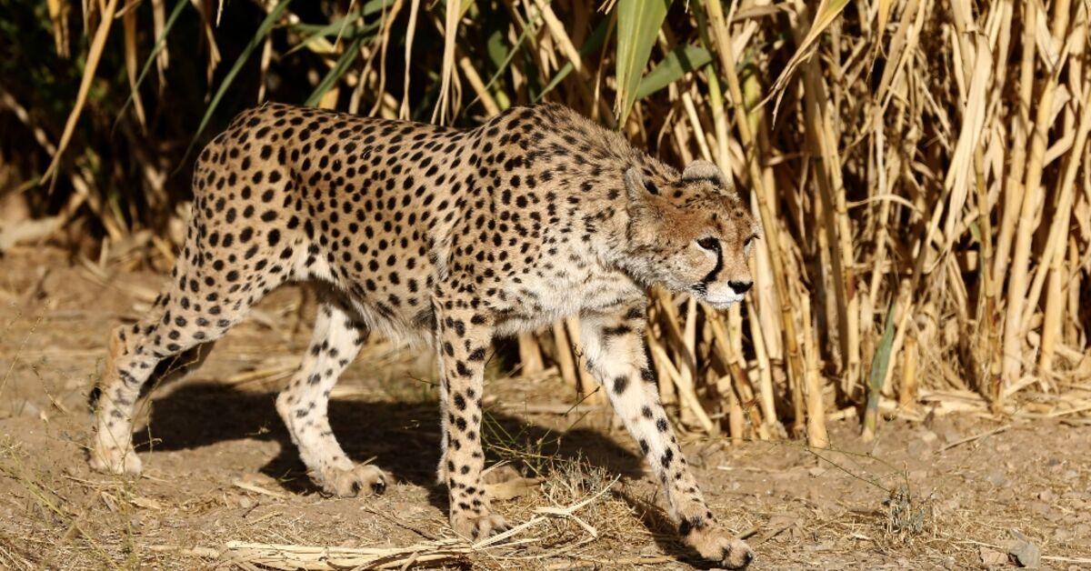 Second endangered cheetah cub dies in Iran: state media