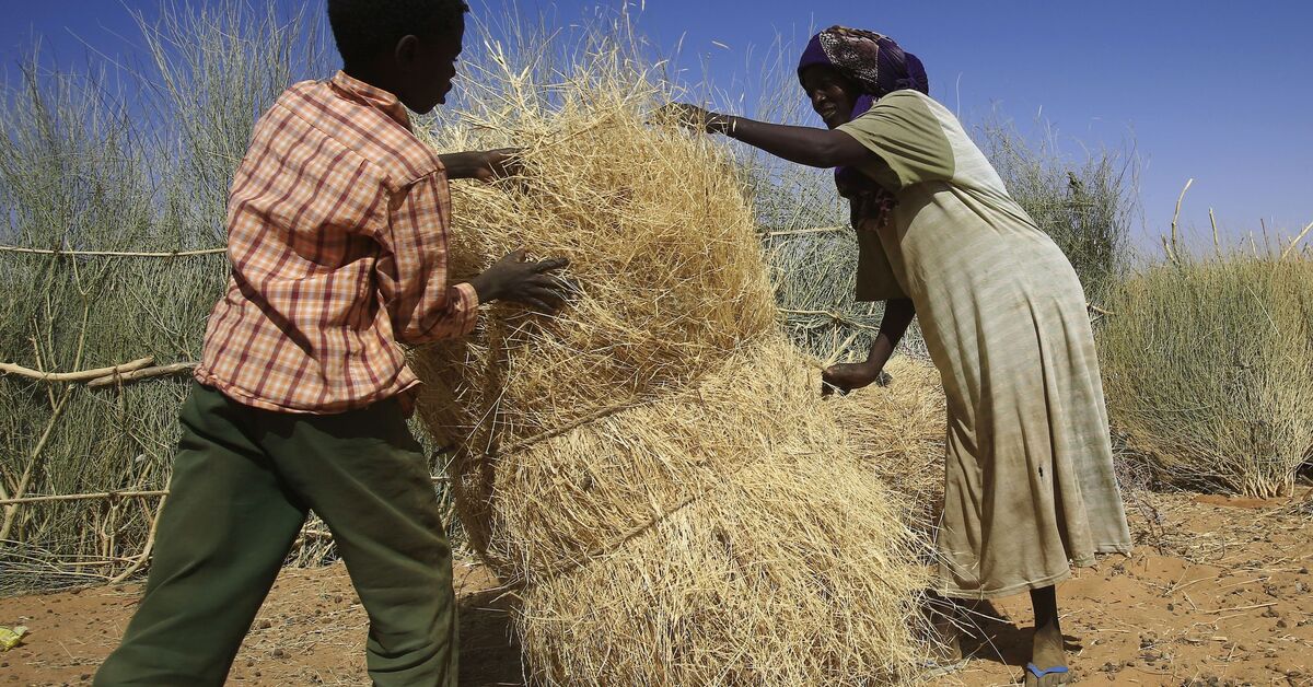 Can Sudan replace Ukraine as breadbasket for MENA region? - Vimarsana News