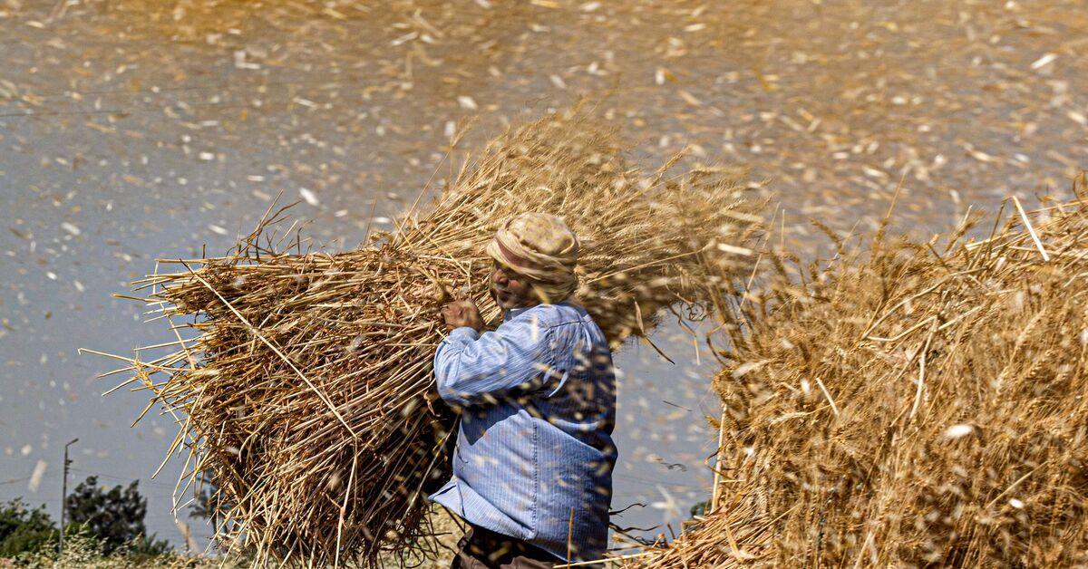 Egypt asks World Bank for $500 million to buy wheat - Vimarsana News