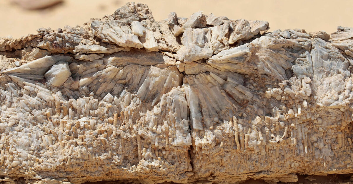 Egypt to nominate fossil hotspot to UNESCO's list - Al-Monitor: The Pulse of the Middle East - Vimarsana News