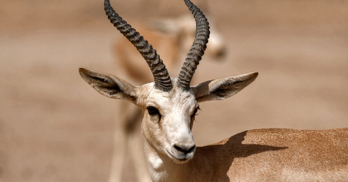 In an arid land, Iraqi gazelles are starving