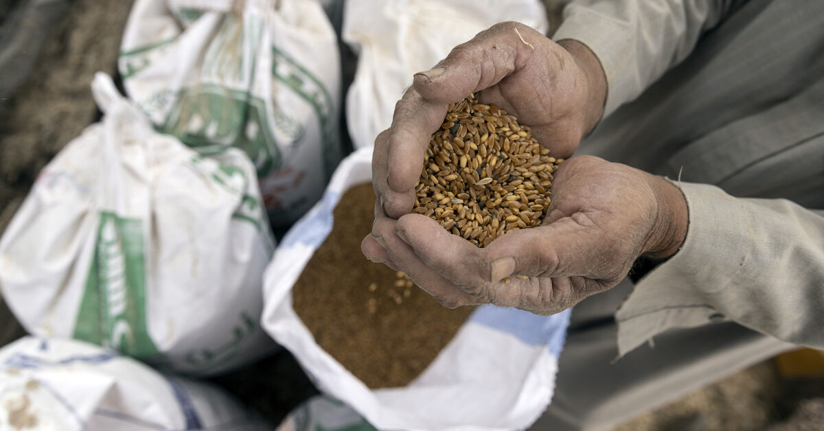 Egypt diversifies wheat suppliers as large international purchases resume - Vimarsana News