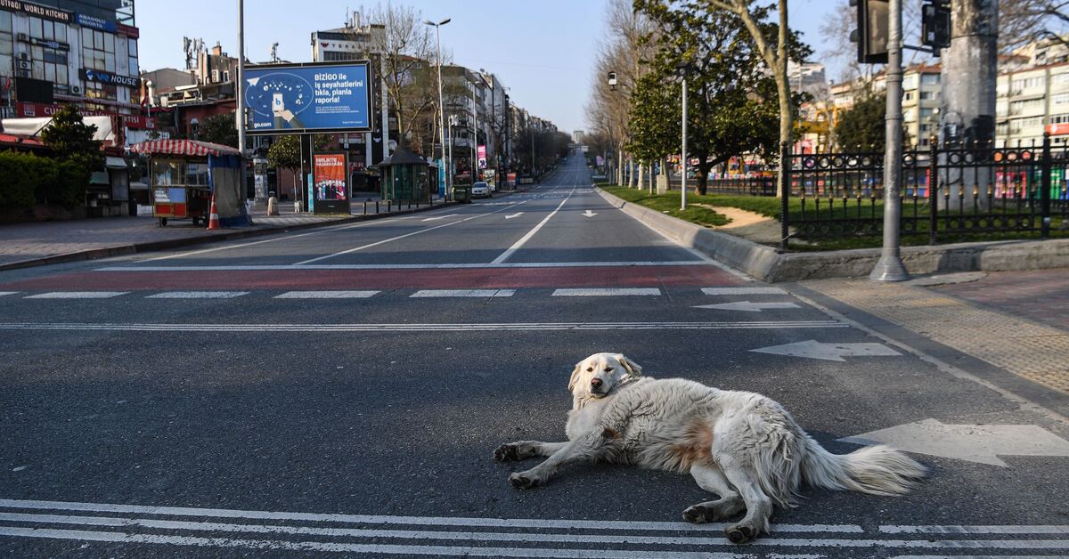 Köpekleri savunmak Erdoğan’ın Türkiye’sinde karşılığını veriyor