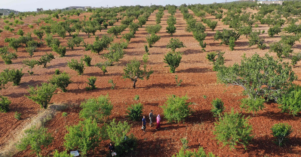 Syrian Islamist group imposes irrigation fees on farmers amidst water crisis - Vimarsana News