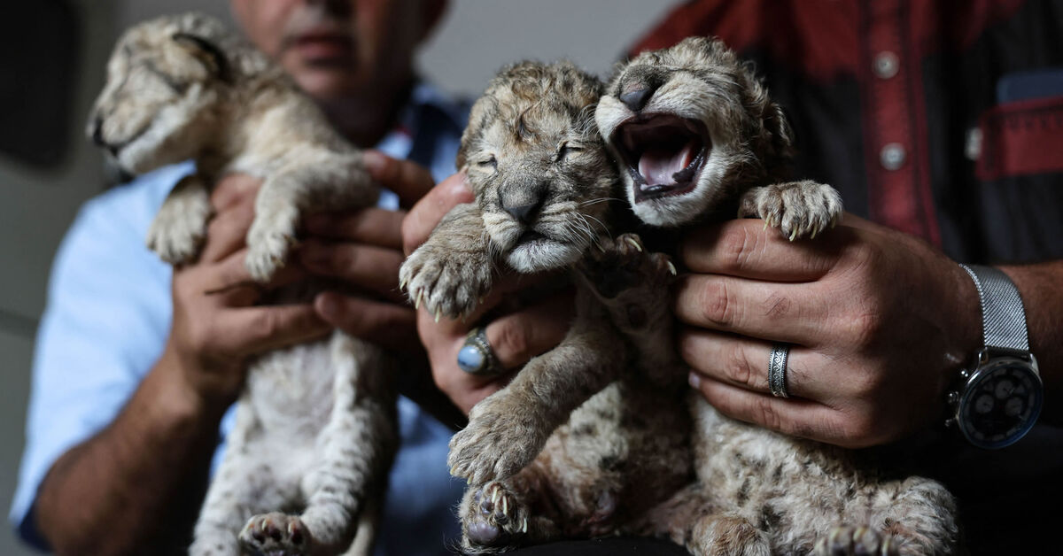 Gaza zoos rally to save newborn cubs - Vimarsana News