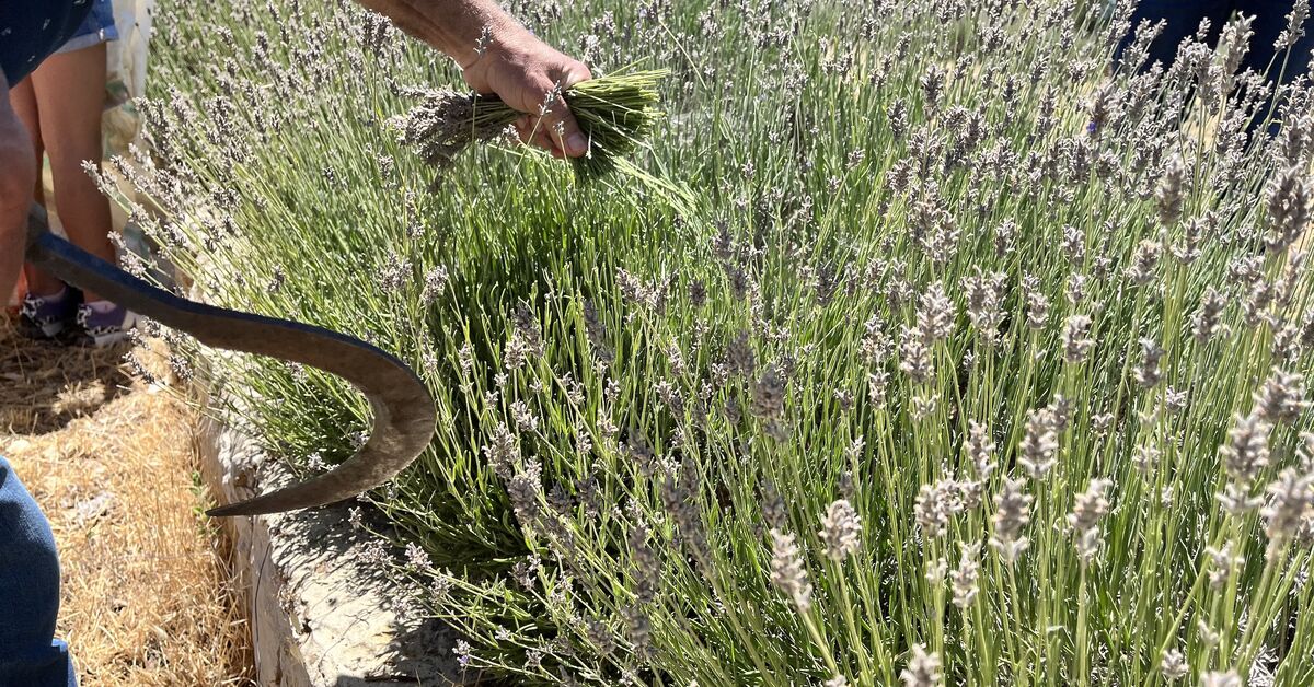 Lavender ecotourism throws lifeline to rural Lebanese villages - Vimarsana News