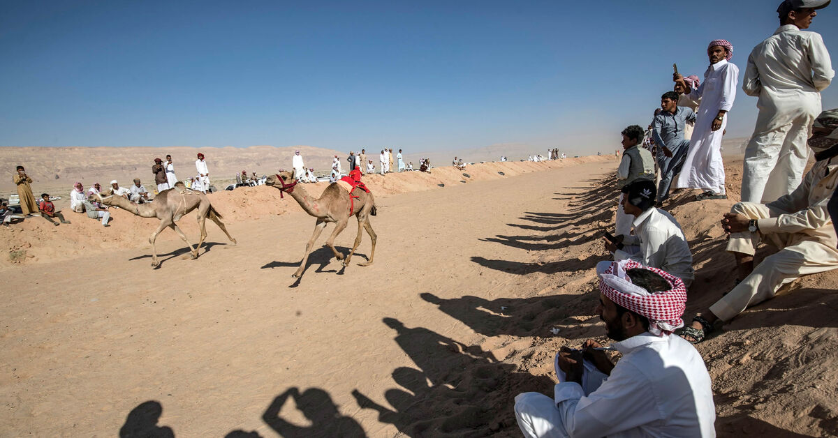 Middle Eastern Camel Racing Egyptian camel racing returns to northern Sinai after 14-year hiatus ...
