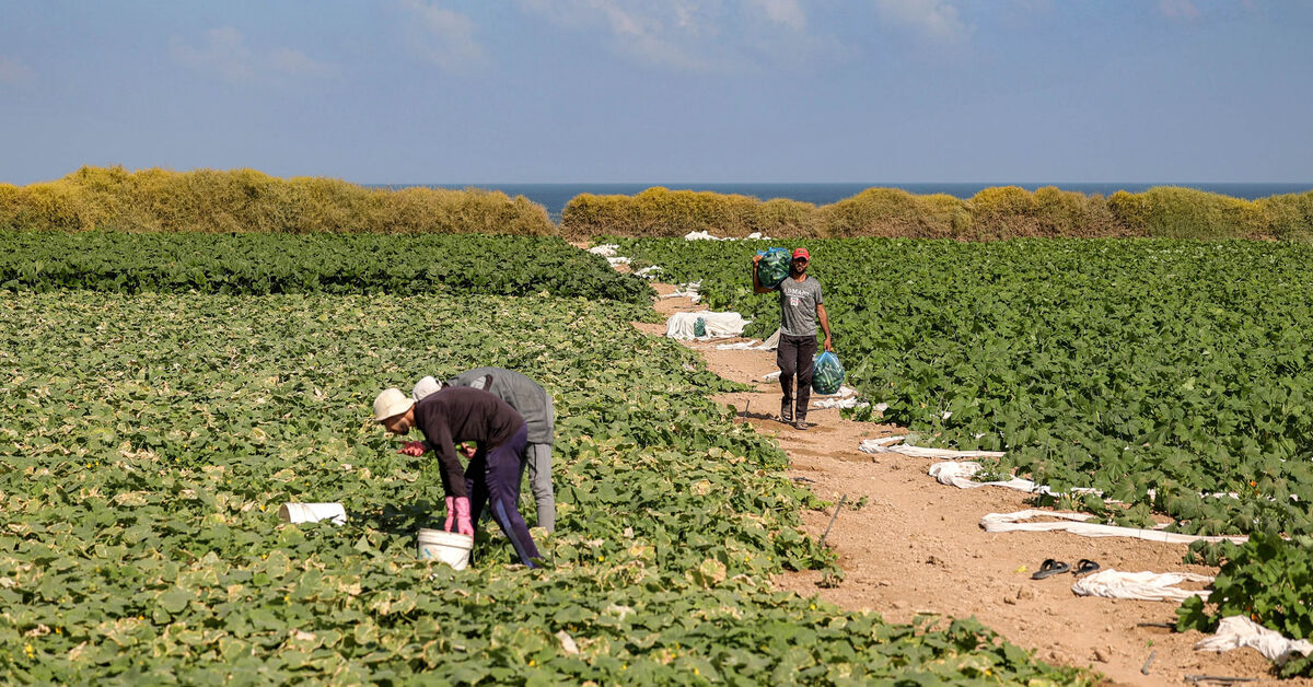 Palestinian economy falters despite pandemic recovery - Vimarsana News