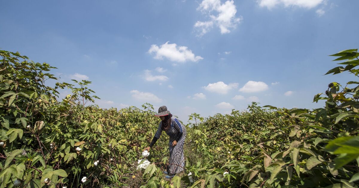 Egypt seeks to produce cotton that resists drought better - Vimarsana News