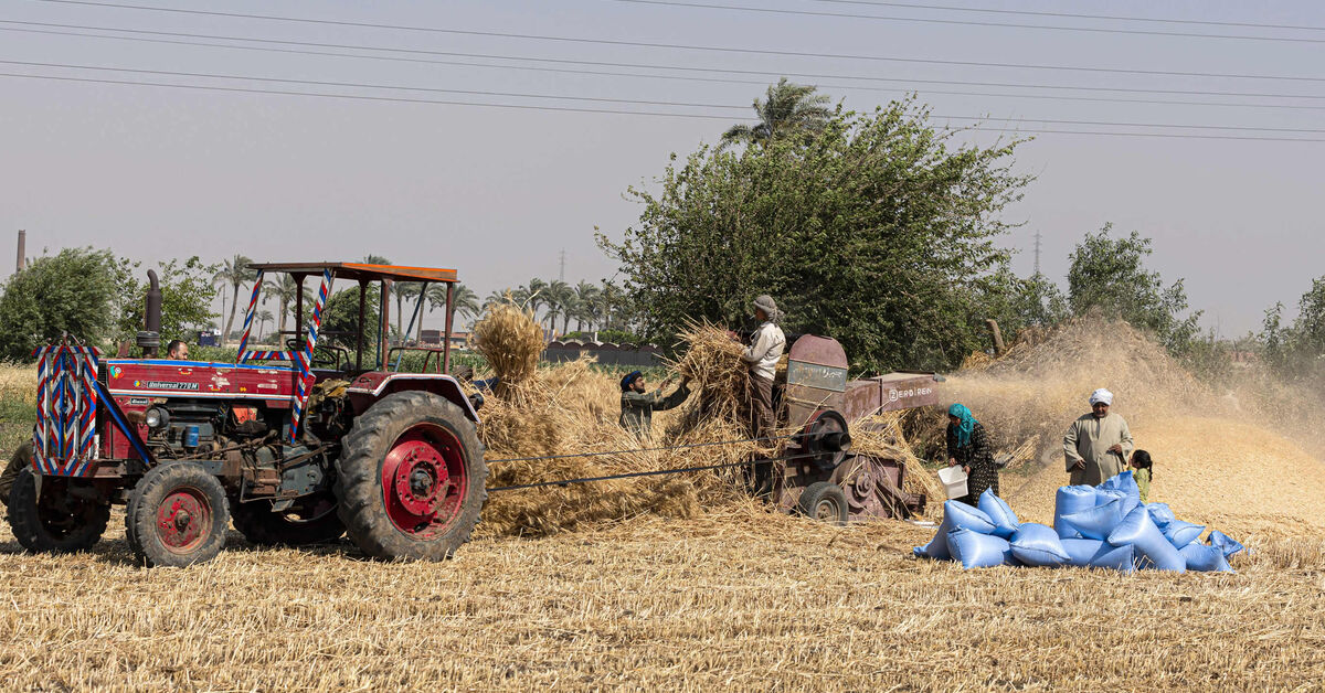 Egypt claims wheat self-sufficiency despite Ukraine war - Vimarsana News