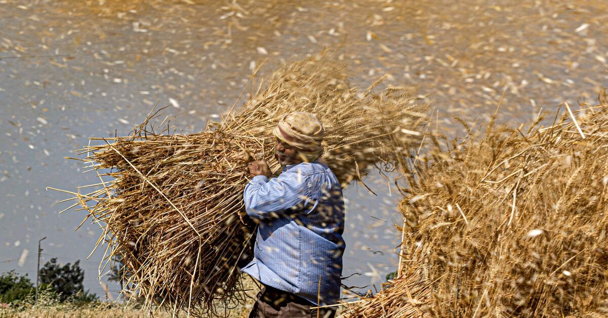 Egypt to plant wheat in Congo amid water shortage - Vimarsana News