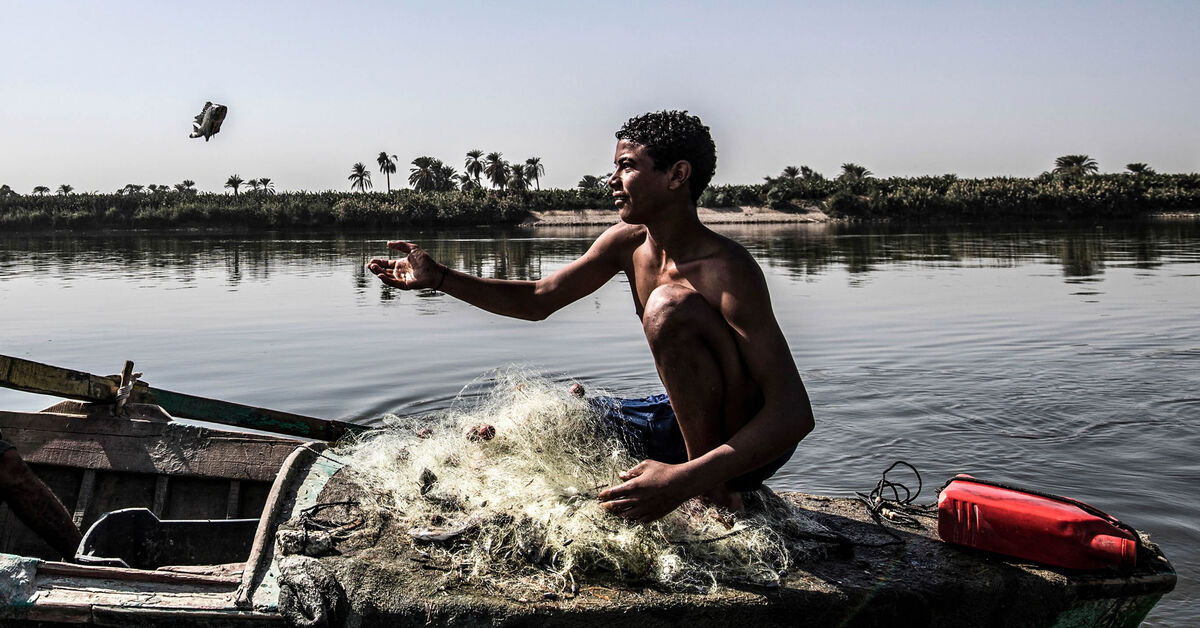 Egypt to increase fish production at Lake Bardawil - Vimarsana News