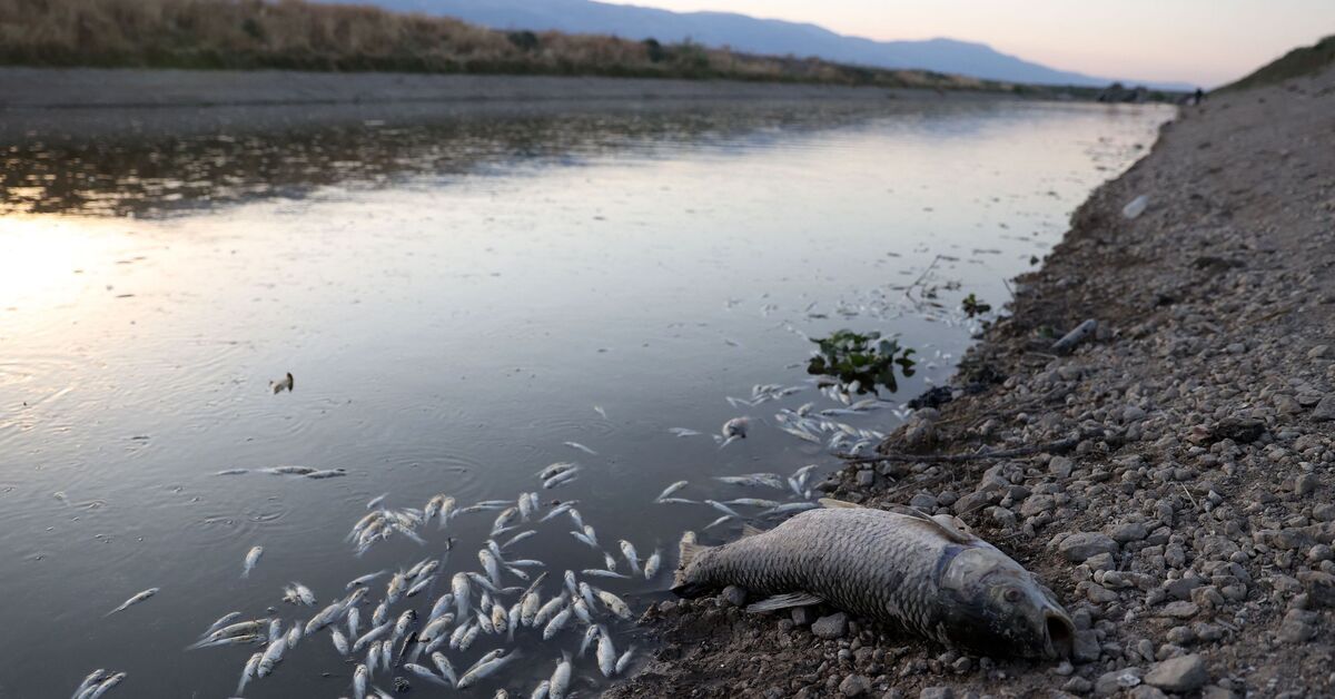 Farms, fisheries stagnate along Syria's polluted Orontes River - Vimarsana News