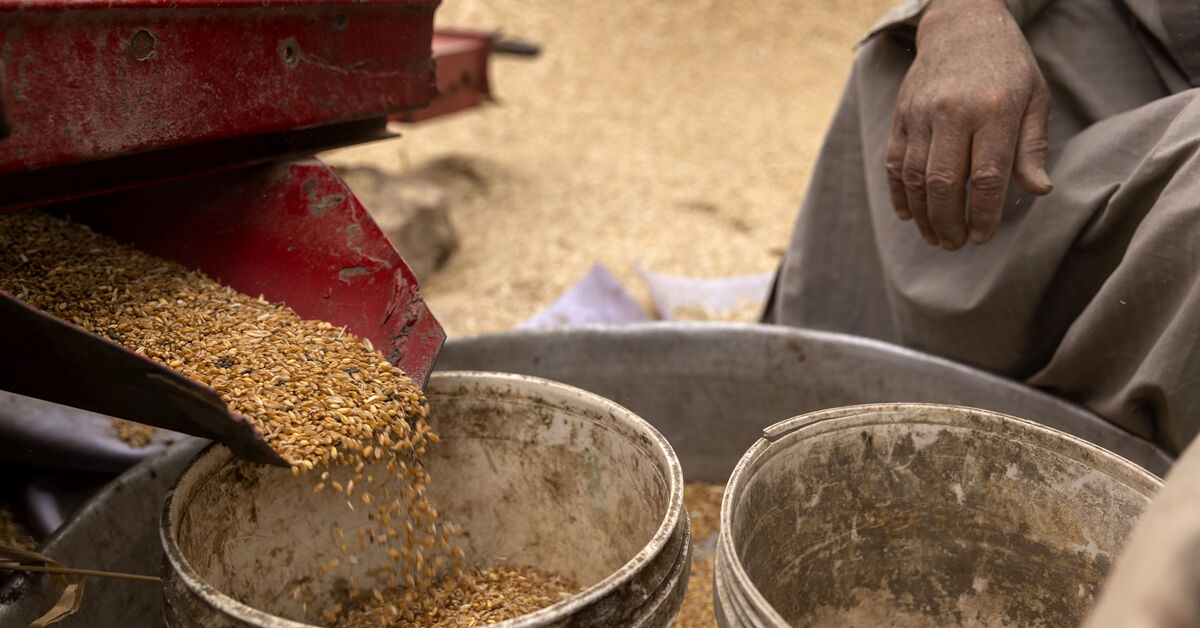 Egypt buys first Ukrainian wheat shipment since Russian war began - Vimarsana News