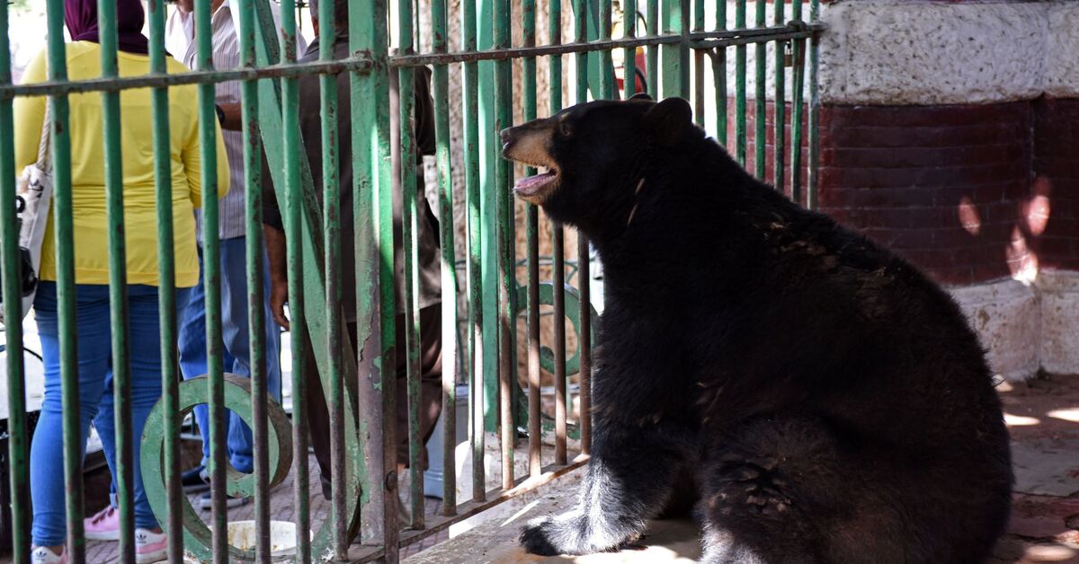 Overhaul plan for Giza Zoo stirs controversy in Egypt - Vimarsana News