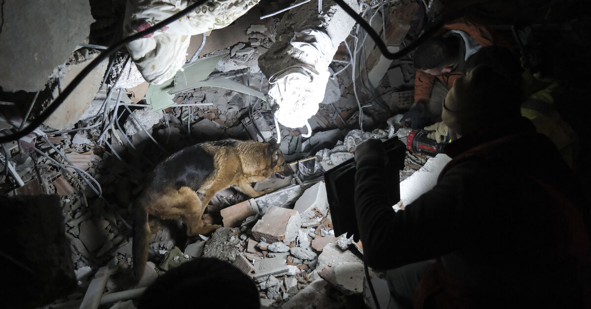 Hero canines warm hearts as Turkey's earthquake rescue operations drop off - Vimarsana News
