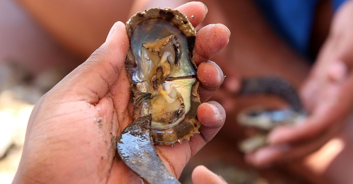 UAE discovers Gulf's oldest known pearling town - Vimarsana News