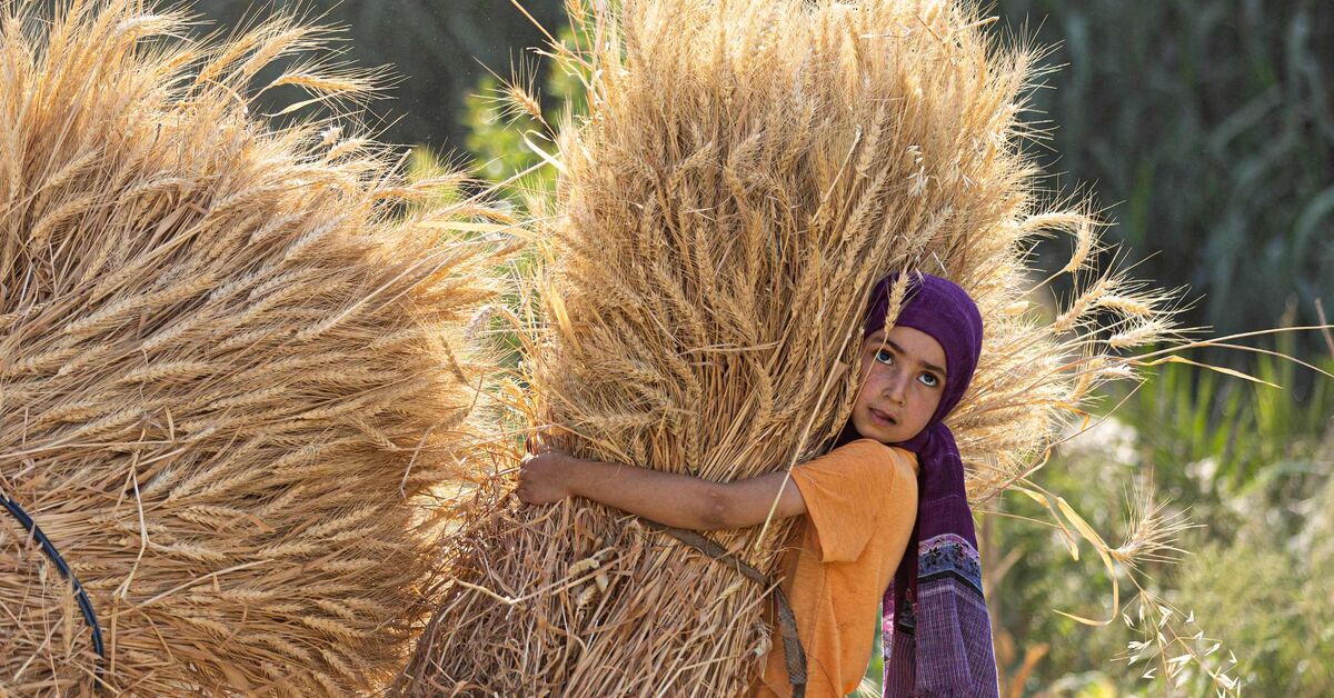 Egypt's new grain security strategy put to test as Ukraine war enters second year - Al-Monitor: Independent, trusted coverage of the Middle East - Vimarsana News