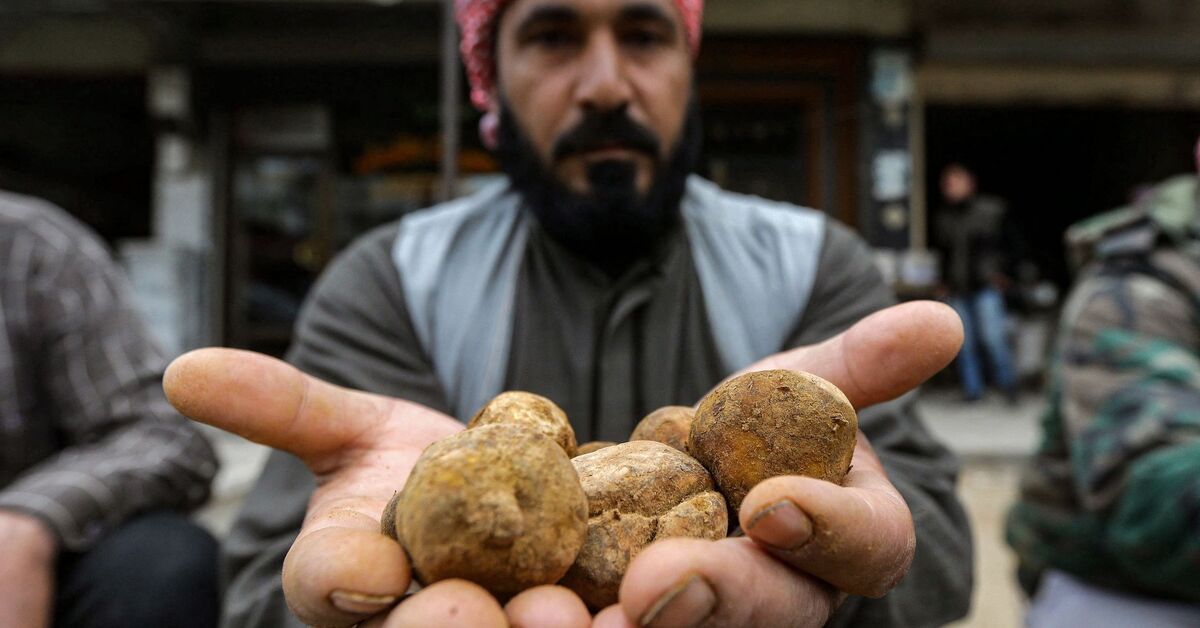 Syrian military clashes with rebels, IS kills 15 hunting for truffles - Vimarsana News
