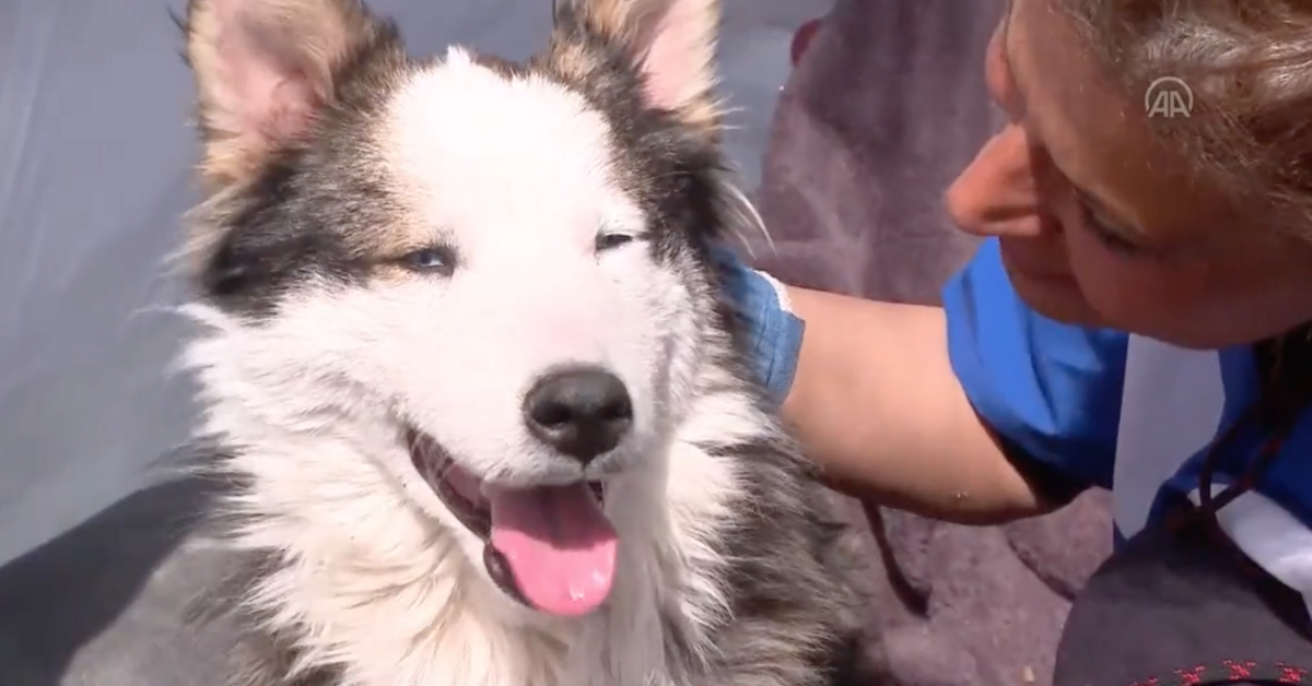 Husky dog rescued from rubble 23 days after Turkey earthquakes Al