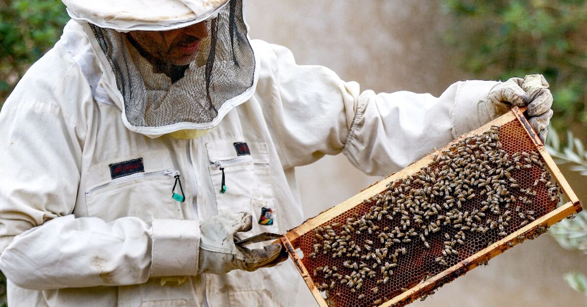 Beekeepers - What Does It Take To Be Successful - Bee Well Honey
