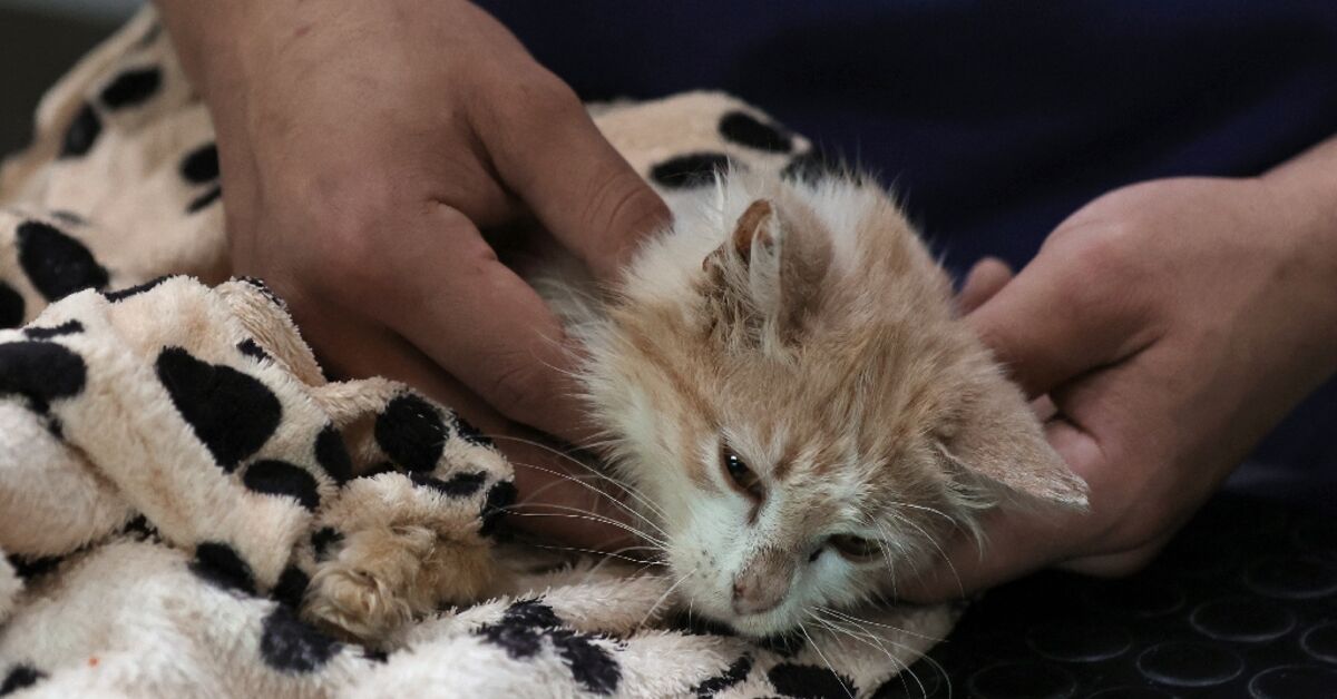 Viral disease killing felines on 'cat island' Cyprus - AL-MONITOR: The ...