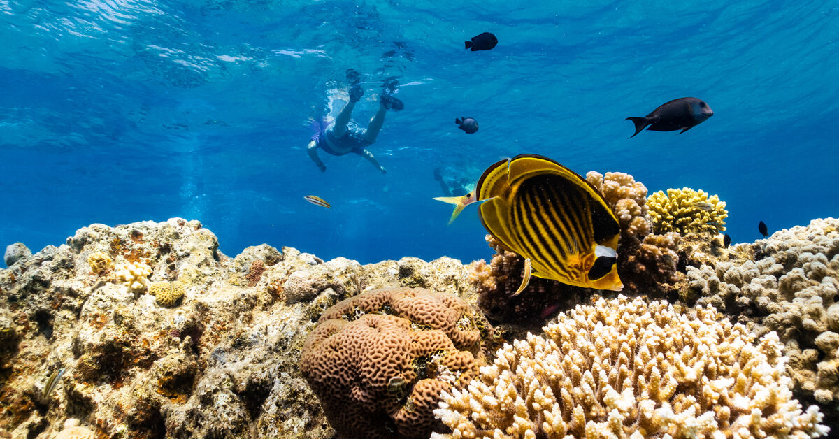 Israeli environmental report warns of threats to Eilat coral reef - Vimarsana News